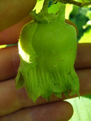 Noisettes , Noisetier x du Golf